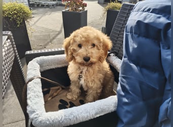 Cockapoo sucht neuen Dosenöffner