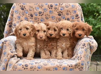 Cockapoo sucht neuen Dosenöffner