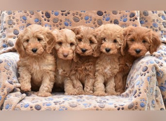 Cockapoo sucht neuen Dosenöffner
