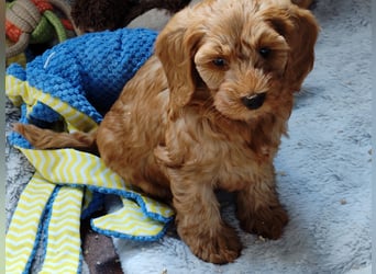 Cockapoo sucht neuen Dosenöffner
