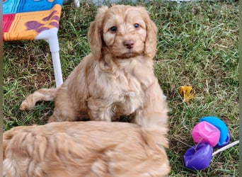 Cockapoo sucht neuen Dosenöffner