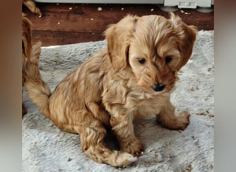 Cockapoo sucht neuen Dosenöffner