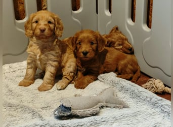 Cockapoo sucht neuen Dosenöffner