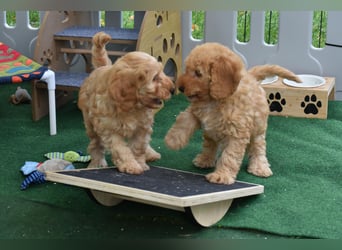 Cockapoo sucht neuen Dosenöffner