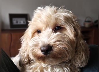 Cockapoo sucht neuen Dosenöffner