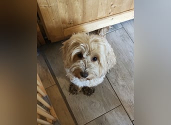 Cockapoo sucht neuen Dosenöffner