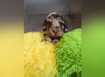 Englisch Cockerdoodle im exklusivem Fellkleid
