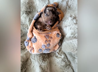 Englisch Cockerdoodle im exklusivem Fellkleid