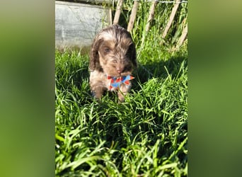 Englisch Cockerdoodle im exklusivem Fellkleid