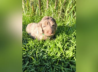 Englisch Cockerdoodle im exklusivem Fellkleid