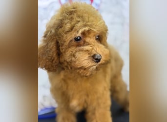 Wunderschöne Cockapoo-Welpen