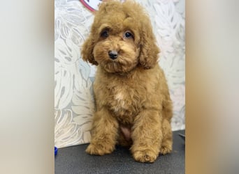 Wunderschöne Cockapoo-Welpen