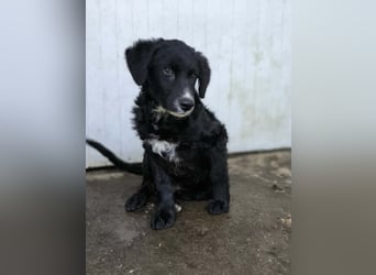 Cockapoo - Mischling