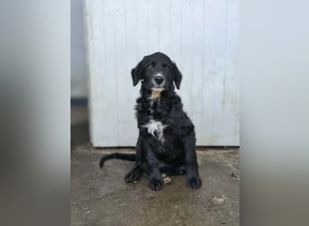 Cockapoo - Mischling