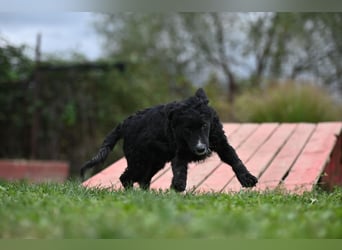 Cockapoo - Mischling