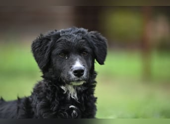 Cockapoo - Mischling