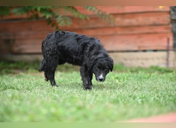 Cockapoo - Mischling