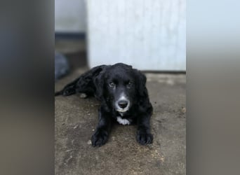 Cockapoo - Mischling