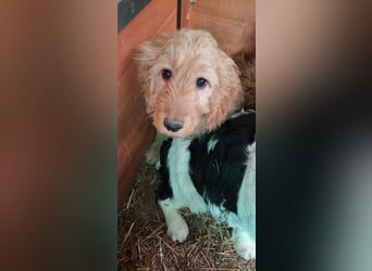 Tray Ashtray PP – junger Cockapoo sucht liebevollen Neustart 