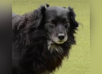LOKI ca. 8 J. ruhiger, schüchterne Spanielmix-Rüde