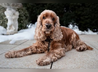 Benny Bub - fitter Cocker Spaniel - Tierhilfe Franken e.V.