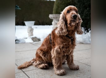 Benny Bub - fitter Cocker Spaniel - Tierhilfe Franken e.V.