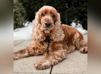Benny Bub - fitter Cocker Spaniel - Tierhilfe Franken e.V.
