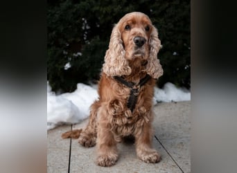 Benny Bub - fitter Cocker Spaniel - Tierhilfe Franken e.V.