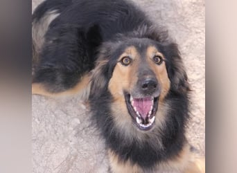 Sportlicher Collie Mix sucht sportliche Familie