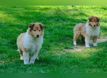 Collie Welpen