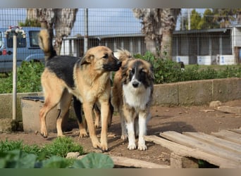 liebste Candy wünscht sich ihr Zuhause für immer