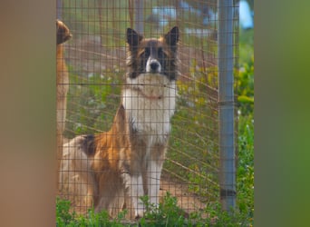 liebste Candy wünscht sich ihr Zuhause für immer