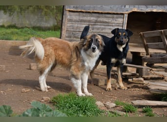 liebste Candy wünscht sich ihr Zuhause für immer