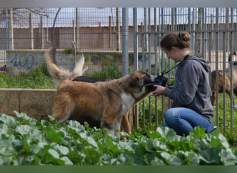 liebste Candy wünscht sich ihr Zuhause für immer