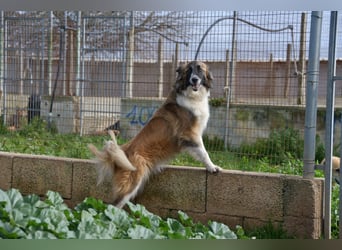 liebste Candy wünscht sich ihr Zuhause für immer