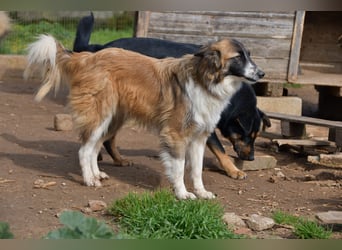 liebste Candy wünscht sich ihr Zuhause für immer