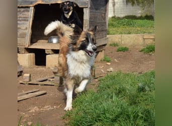 liebste Candy wünscht sich ihr Zuhause für immer