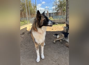 liebste Candy wünscht sich ihr Zuhause für immer