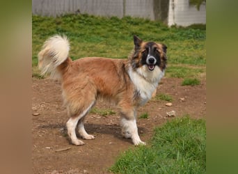 liebste Candy wünscht sich ihr Zuhause für immer