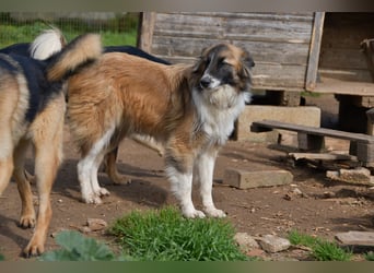 liebste Candy wünscht sich ihr Zuhause für immer