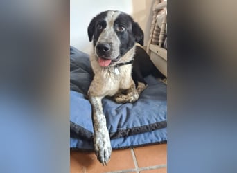 DANNY - ein Juwel auf vier Pfoten