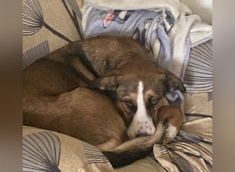 Ketty sucht ihr eigenes Körbchen