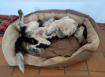 DANNY - ein Juwel auf vier Pfoten