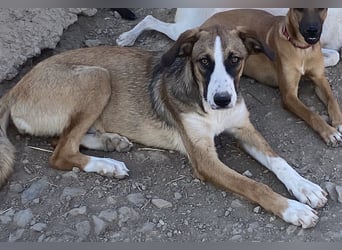 Ketty sucht ihr eigenes Körbchen