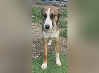 Ketty sucht ihr eigenes Körbchen