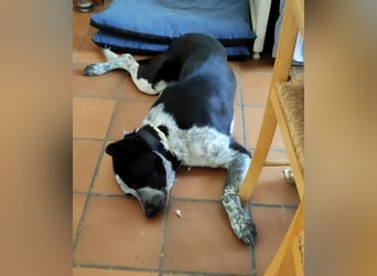 DANNY - ein Juwel auf vier Pfoten