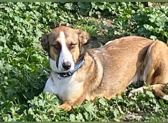 Ketty sucht ihr eigenes Körbchen