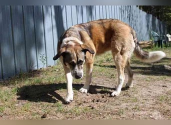 Buffy,Herdenschutzhund-Collie-Mix, geb. 2021, su. erfahrene Menschen