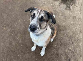 Buffy,Herdenschutzhund-Collie-Mix, geb. 2021, su. erfahrene Menschen