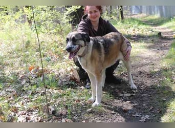 Buffy,Herdenschutzhund-Collie-Mix, geb. 2021, su. erfahrene Menschen